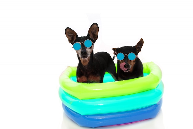 VACANCES D&#39;ÉTÉ POUR CHIENS. Bain de soleil sur deux pinceaux avec piscine à air colorée les jours fériés. ISOLÉ