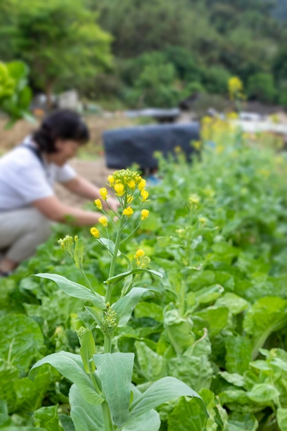 Vacances Urban Farmer Farmer Potager Labourer Cueillir Légumes