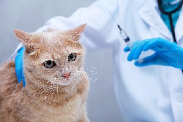 Vaccination des animaux de compagnie. Un chat roux lors d'un rendez-vous chez le vétérinaire. Un vétérinaire avec une seringue dans les mains.