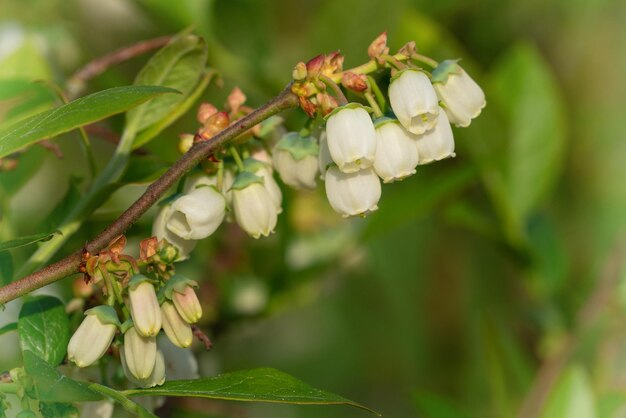 Vaccinium myrtillus du bleuet