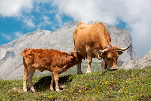 Une vache allaitant son veau tout en broutant dans une zone de haute montagne