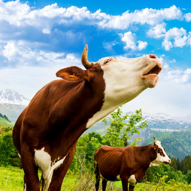 Vache, animal de la ferme des alpes françaises, vache de race Abondance, savy, beaufort sur Doron