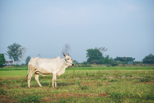 Vache asiatique commune dans le champ