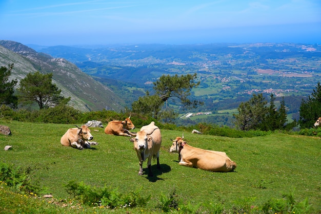 Vache des Asturies en haute montagne et mer