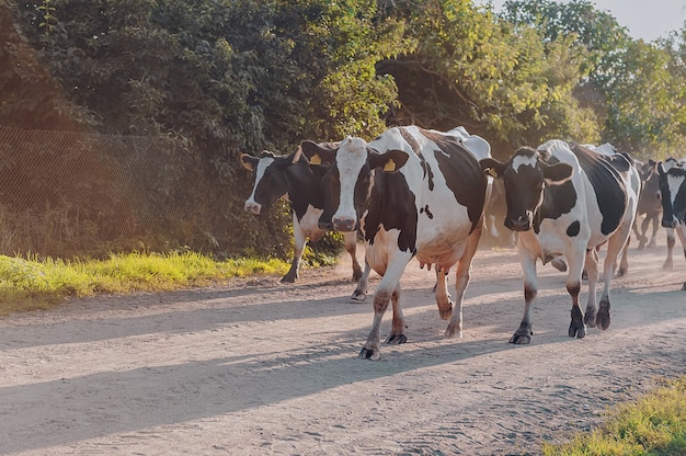 La vache au coucher du soleil marche le long de la route sur fond de campagne.
