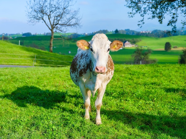 Vache au pâturage Agriculture en Suisse Anamal domestique Photo en haute résolution