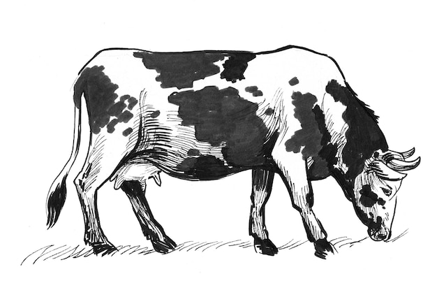 Vache au pâturage. Dessin noir et blanc à l'encre