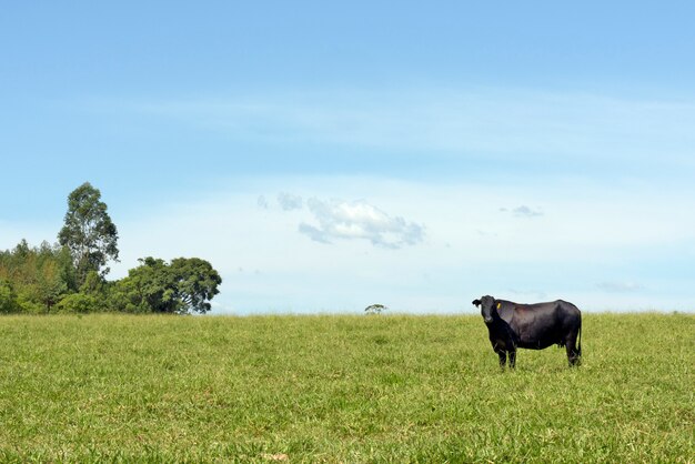 Vache au pâturage et nuage isolé sur ciel