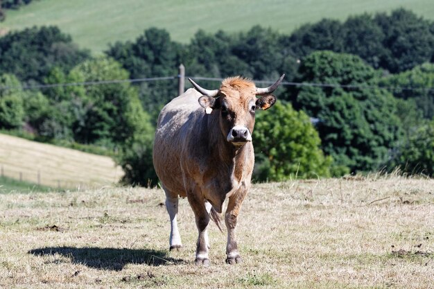 Vache Aubrac française Vache curieuse regardant fixement le photographe