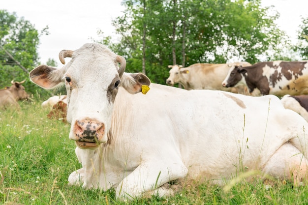 vache aux yeux endoloris dans un pré