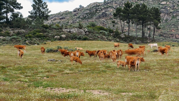 Vache barrosa dans le cadre d'un troupeau de vaches barrosa dans le nord-est du Portugal Europe