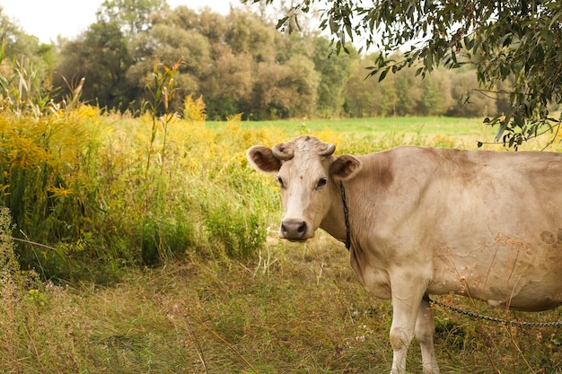 Une vache beige broute dans un pâturage d'été. Fermer. Format horizontal