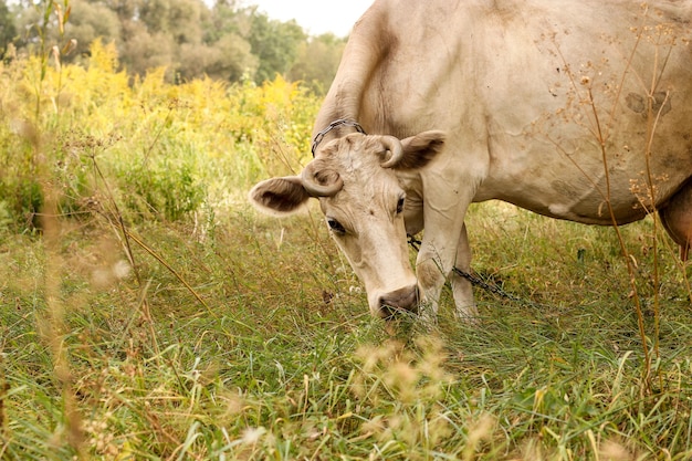 Vache beige sur un pâturage d'été mangeant de l'herbe.