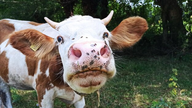 Photo vache blanche et brune