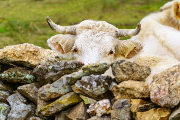 Vache blanche à curieux sur une clôture en pierre. Ségovie, Espagne.