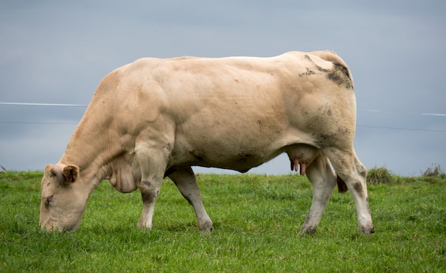 Vache blanche dans un pré