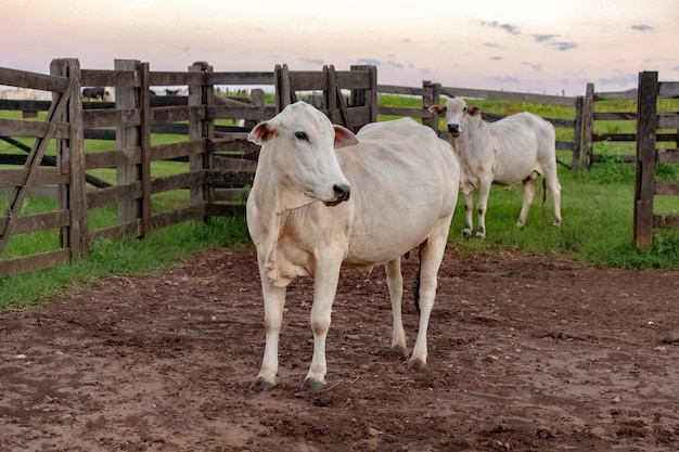 Vache blanche élevée par ferme animale dans un corral