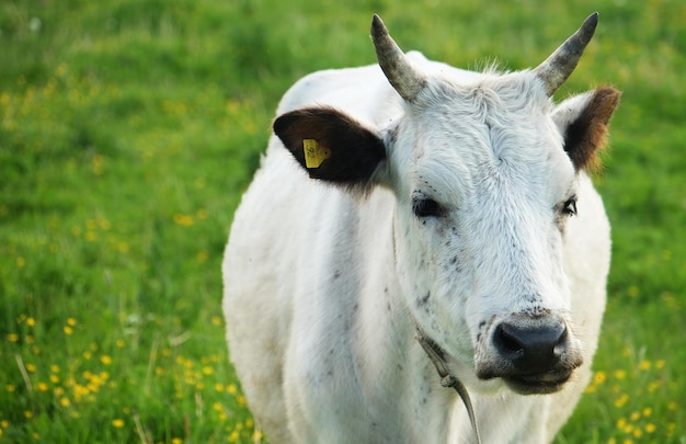 Vache blanche sur l'été d'herbe verte