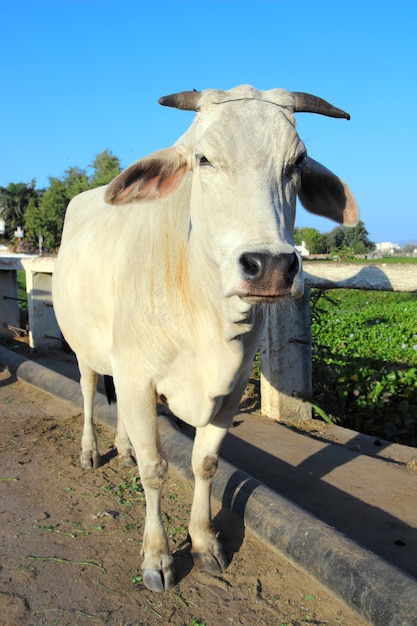 Vache blanche indienne