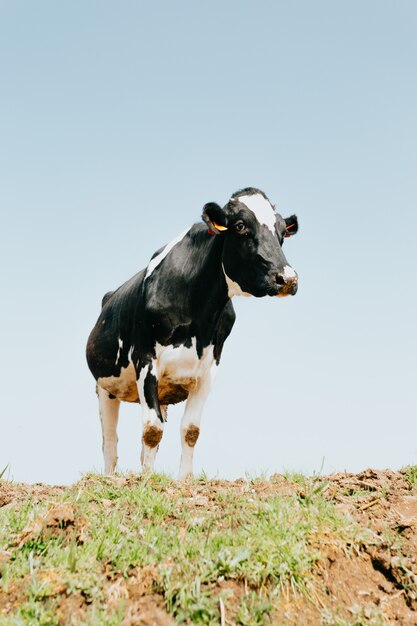 Une vache blanche et noire à la campagne pendant une journée ensoleillée