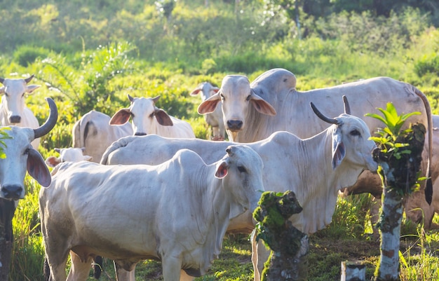 Vache blanche sur la prairie