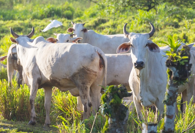 Vache blanche sur la prairie