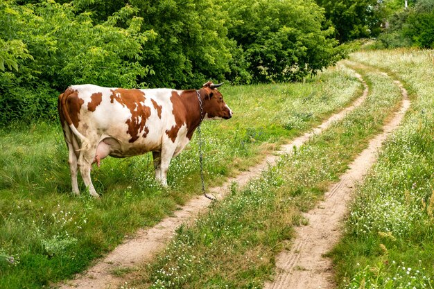 Vache blanche rouge sur le terrain près du sentier