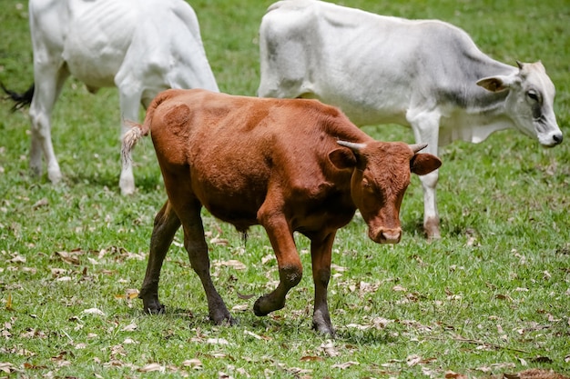 Vache de boeuf de montagne avec le fond de nature