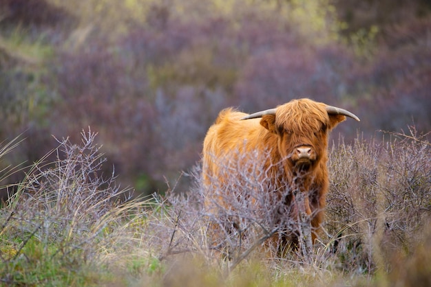 Photo vache bovine des highlands écossais à la campagne taureau avec des cornes sur un pelage poilu au gingembre