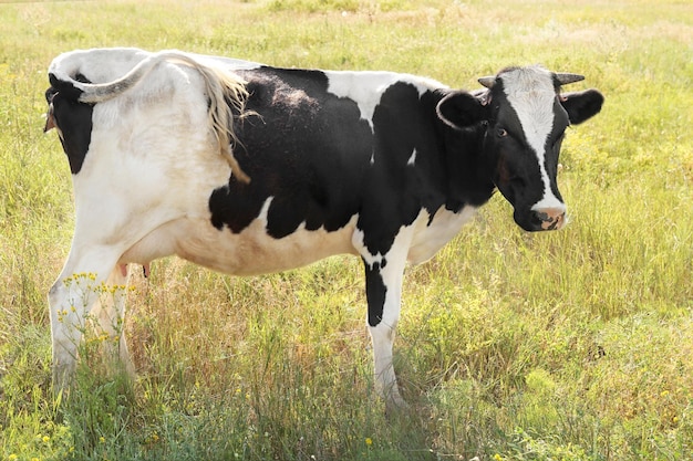 Vache bringée sur un champ