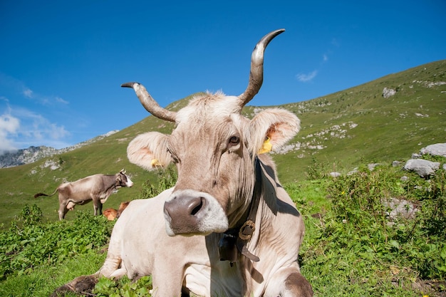 Vache broutant dans la liberté