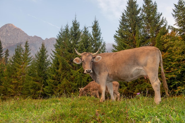 Vache broutant dans la montagne
