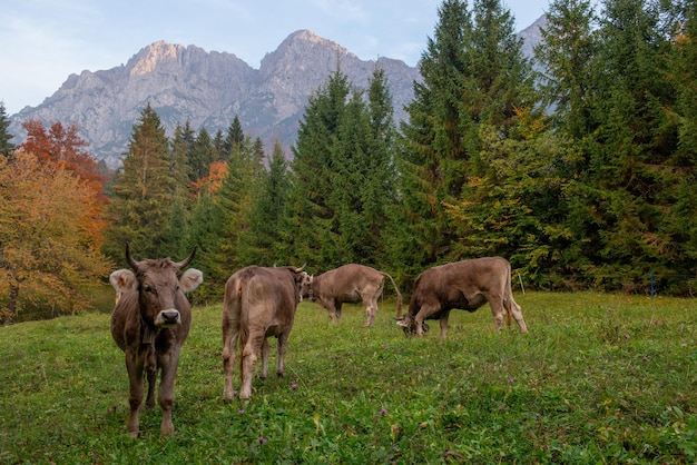 Vache broutant dans la montagne