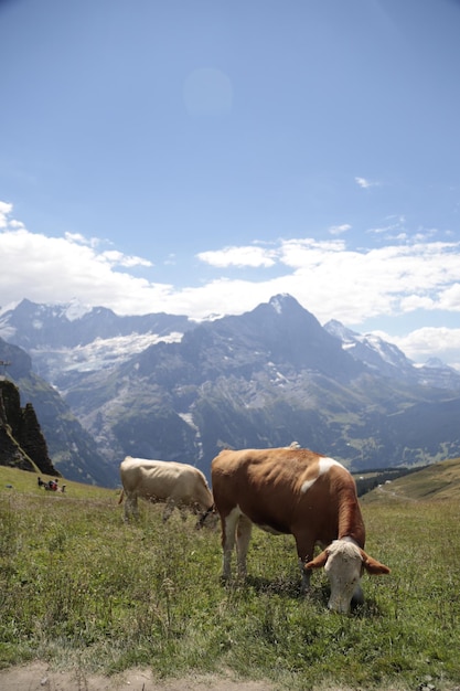 Vache broutant dans un paysage de haute montagne