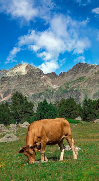 Vache broutant dans un paysage vert spectaculaire et merveilleux plein d'herbe et de montagnes