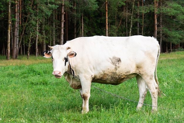 Vache broutant dans le pré près de la forêt Mise au point sélective