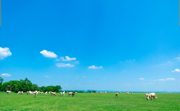 Vache broutant sur la prairie d'été verte et vue sur le ciel