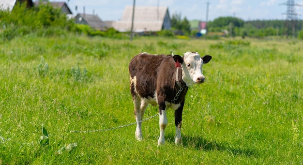 Une vache broute dans un champ un jour d'été Vache dans le pâturage Une jeune vache broute dans un pré vert