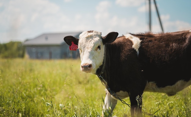 Une vache broute dans un champ un jour d'été Vache dans le pâturage Une jeune vache broute dans un pré vert