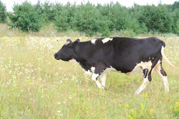 La vache broute dans le pâturage.