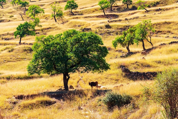 Vache broute dans un pré Daghestan