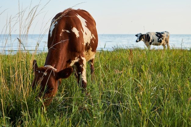 vache broute dans un pré près de la mer