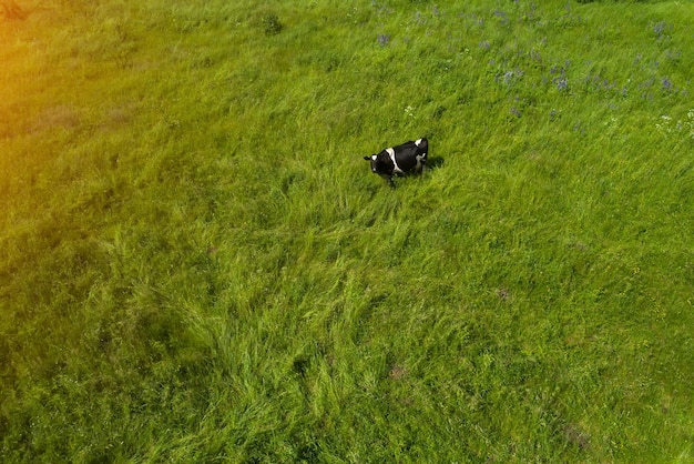 La vache broute dans la vue de dessus du pré