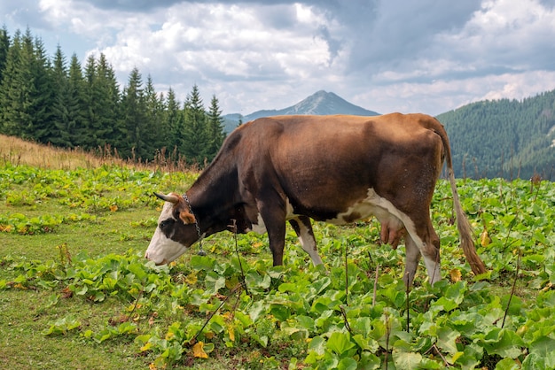 Une vache broute sur le fond des montagnes des Carpates.