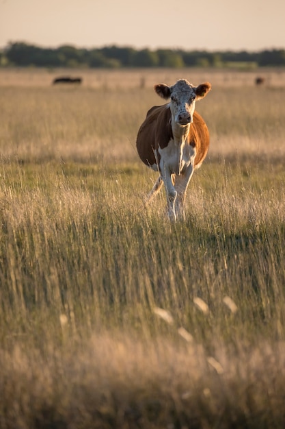 Vache brune et blanche debout sur un champ