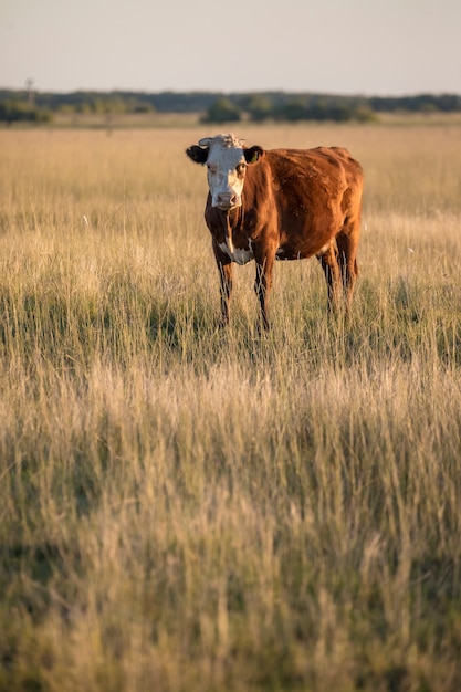 Vache brune et blanche debout sur un champ