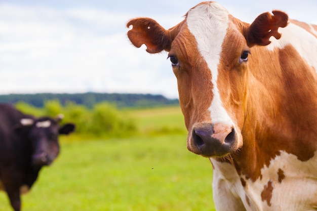 Vache brune et blanche sur l'herbe verte