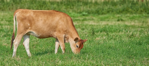 Une vache brune broutant dans une ferme laitière verte biologique à la campagne Bovins ou bétail dans un champ ou un pré herbeux vide et vaste Bovins sur des terres agricoles et durables