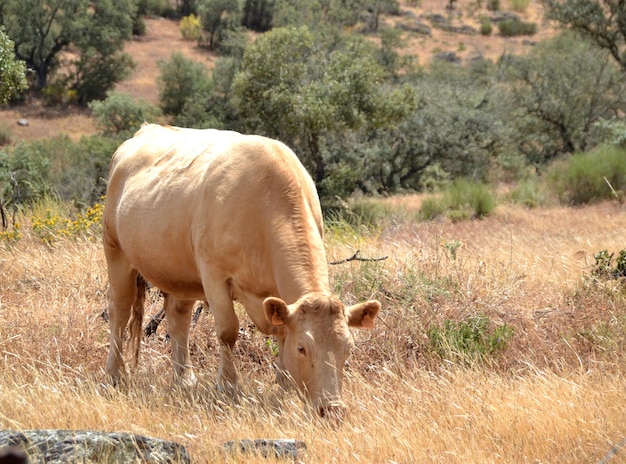 Vache brune broutant un jour d'été dans le champ sec