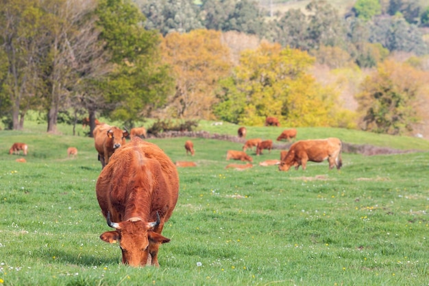 Vache brune broutant librement dans un champ vert entre les montagnes